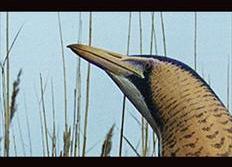 Video reproducciones naturaleza